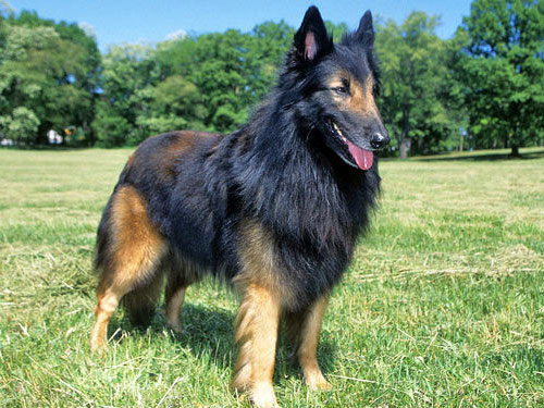 Belgian Tervuren dog pictures