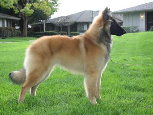Belgian Tervuren dog pictures