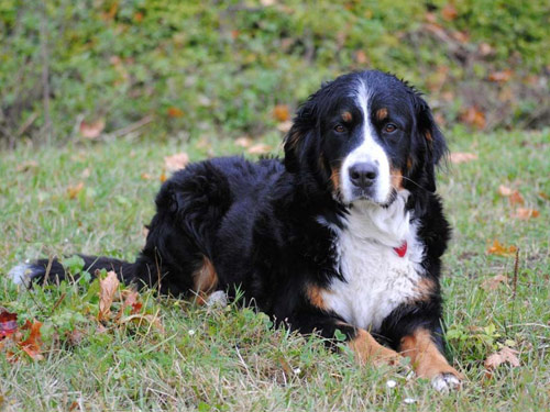 Bernese Mountain  dog