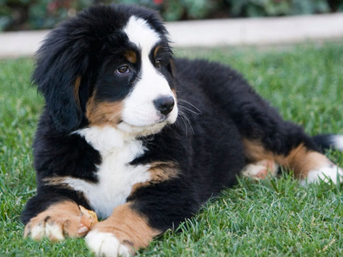 Bernese Mountain  dog pictures