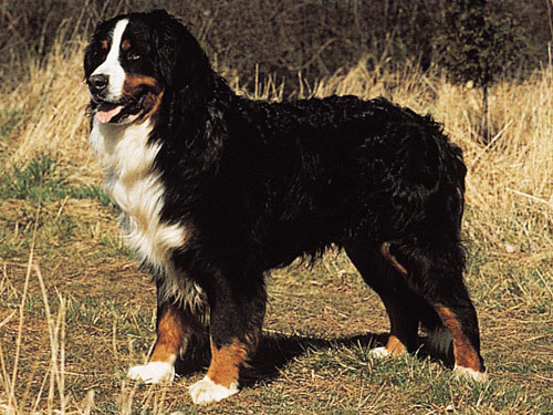 Bernese Mountain  dog pictures