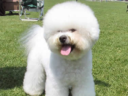 Bichon Frise dog pictures