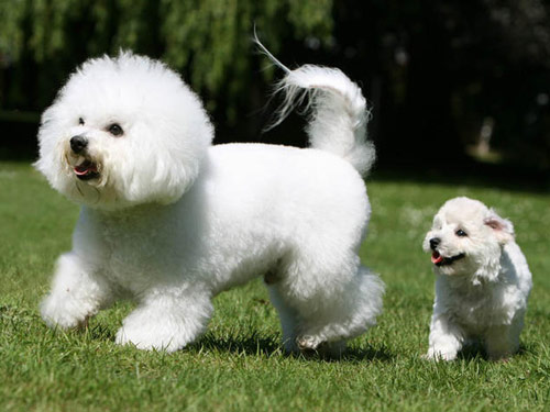 Bichon Frise dog