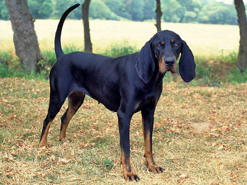 Black and Tan Coonhound dog