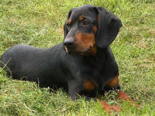 Black and Tan Coonhound dog