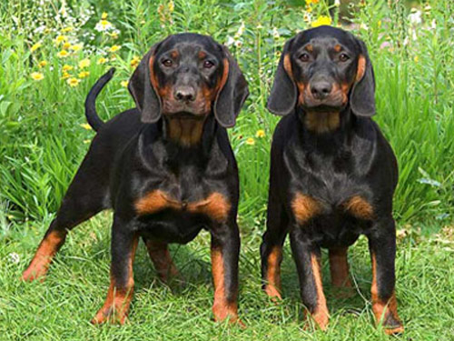 Black and Tan Coonhound dog pictures