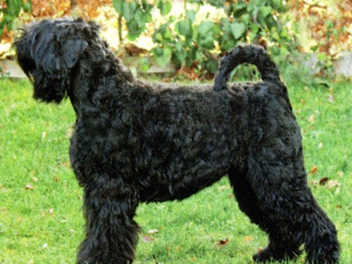 Black Russian Terrier dog