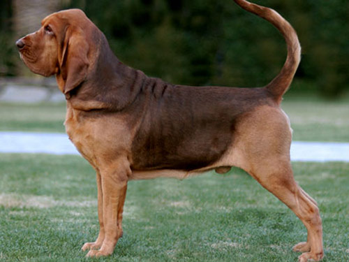 Bloodhound dog pictures