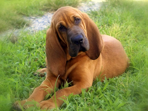 cane bloodhound