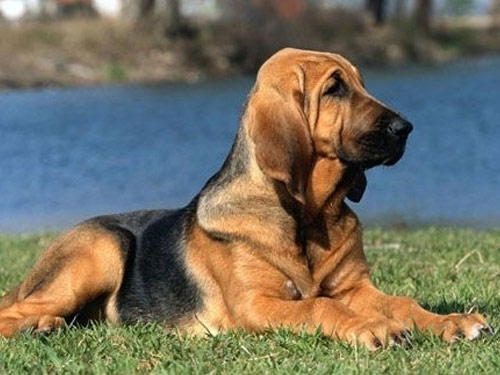 Bloodhound dog pictures