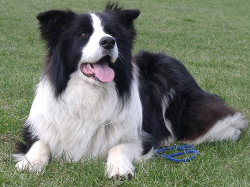 Border Collie
