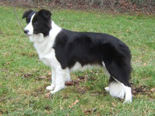 Border Collie dog pictures