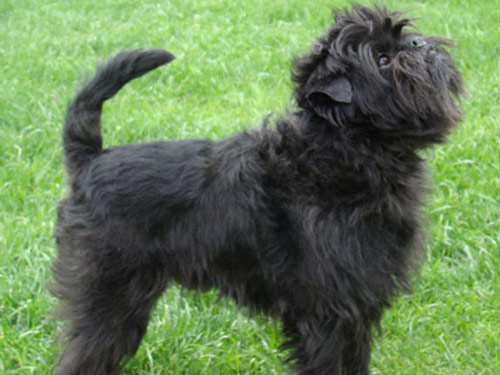 Affenpinscher dog