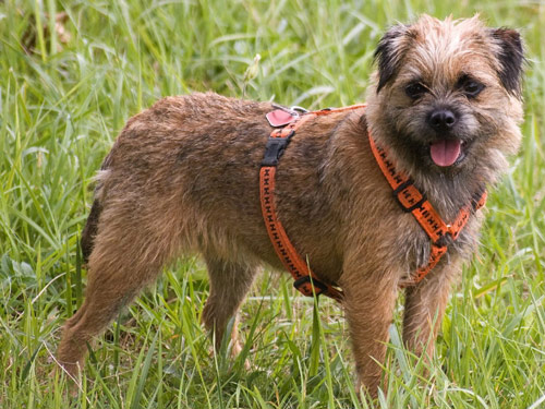 Border Terrier dog