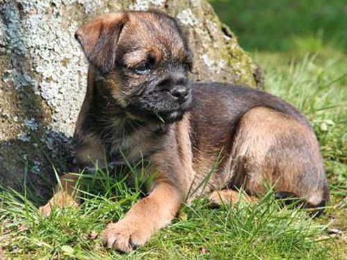 Border Terrier dog