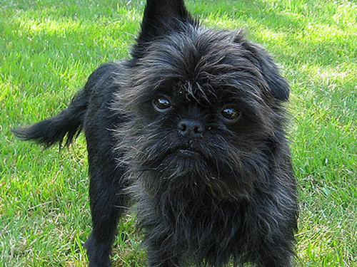 Affenpinscher dog