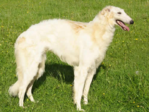 Borzoi dog