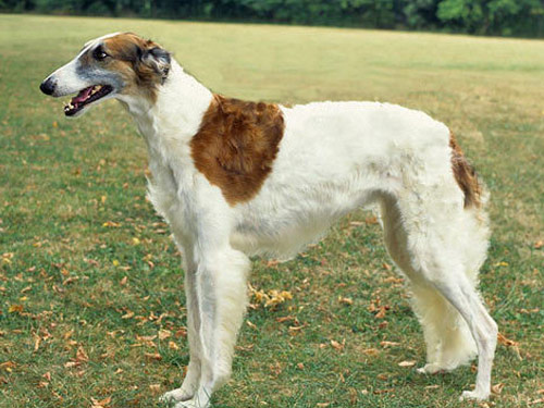 Borzoi dog