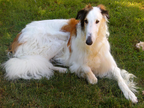Borzoi dog