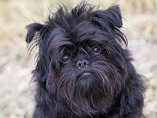 Affenpinscher dog