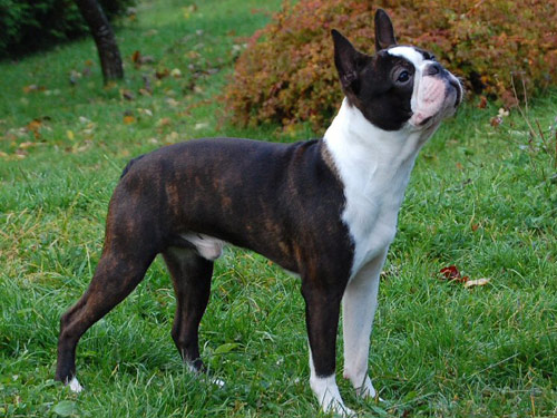 Boston Terrier dog pictures