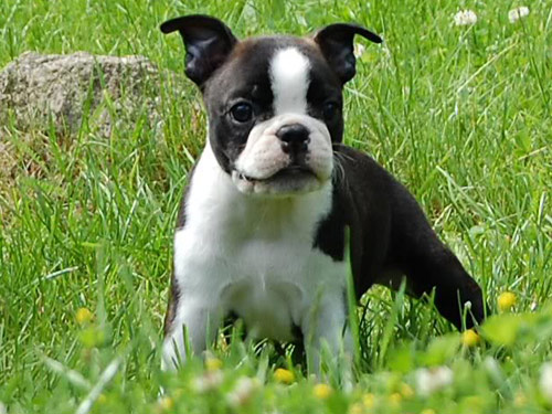 Boston Terrier dog pictures