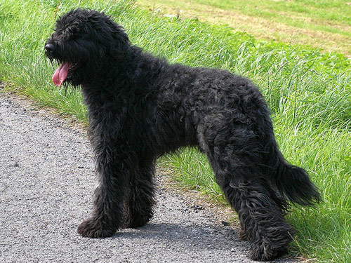 Bouvier des Flandres dog