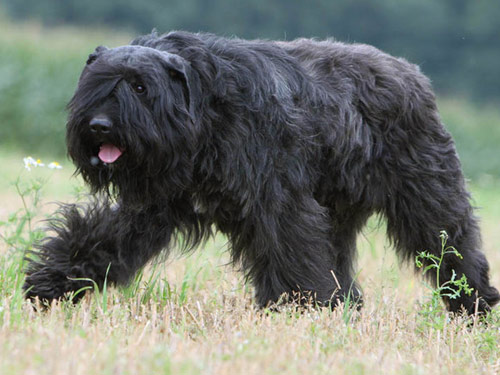 Bouvier des Flandres dog pictures