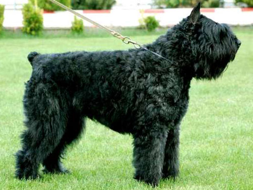 Bouvier des Flandres dog pictures