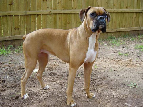 Boxer dog pictures