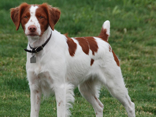 Brittany dog pictures