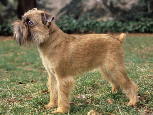 Brussels Griffin dog pictures