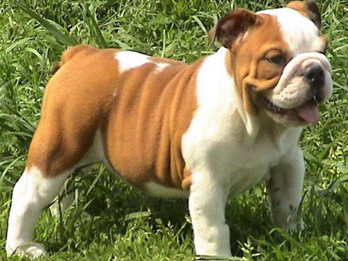 Bulldog dog pictures