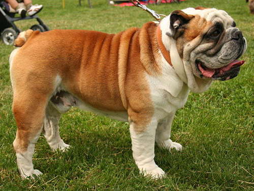 Bulldog dog pictures