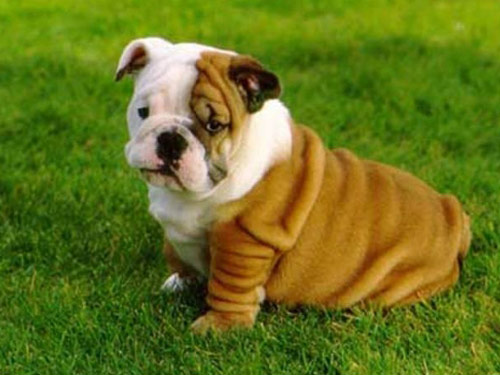 Bulldog dog pictures