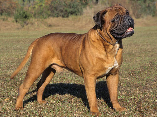 Bullmastiff  dog