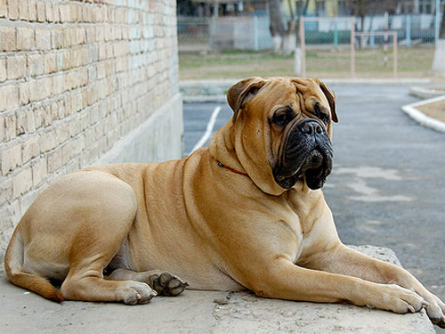 Bullmastiff  dog