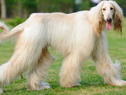 Afghan Hound dog