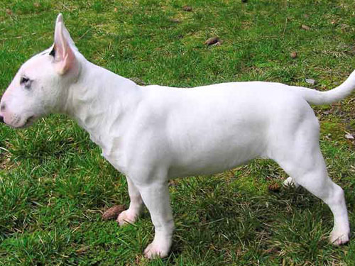 Bull Terrier  dog pictures
