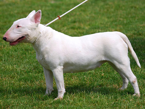 Bull Terrier  dog pictures