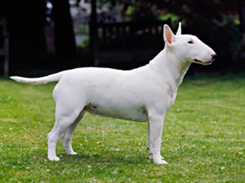 Bull Terrier  dog pictures