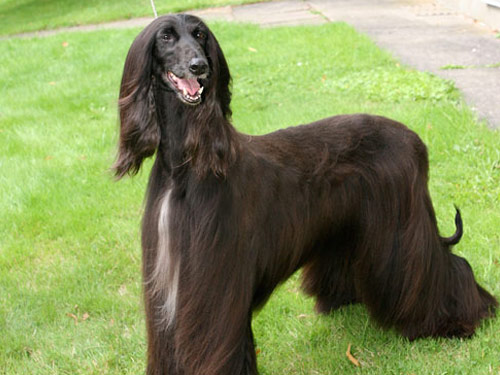 Afghan Hound dog