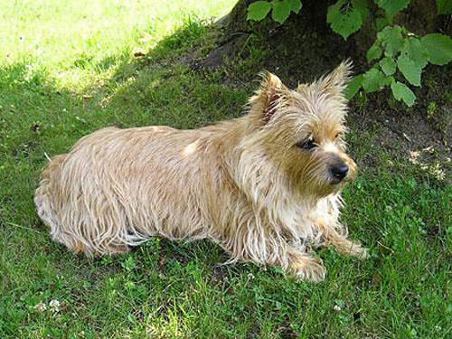 Cairn Terrier dog
