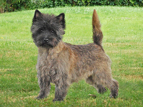 Cairn Terrier dog