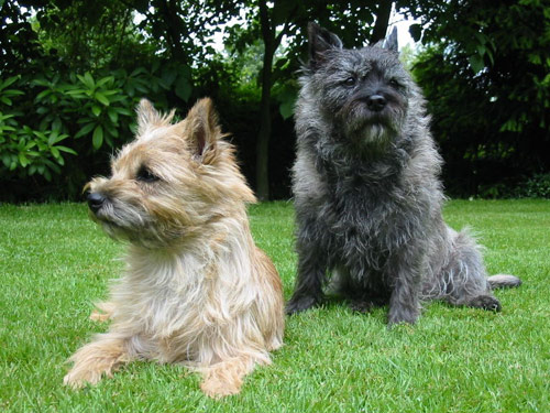 Cairn Terrier dog pictures