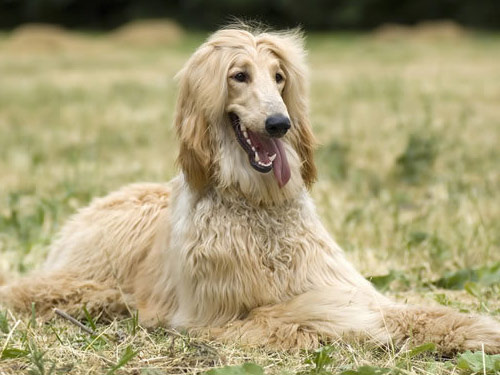 Afghan Hound dog