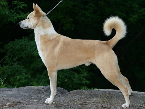 Canaan  dog pictures