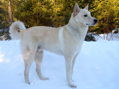 Canaan  dog