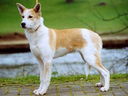 Canaan  dog