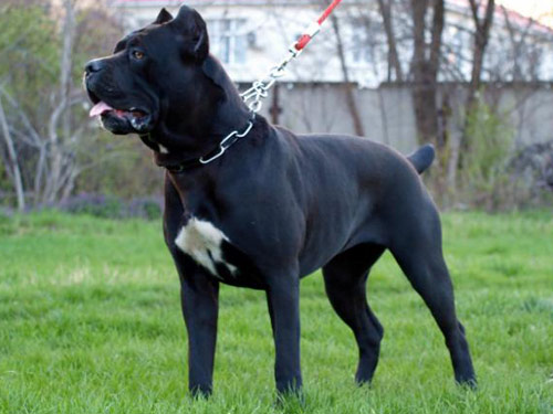 Cane Corso dog pictures